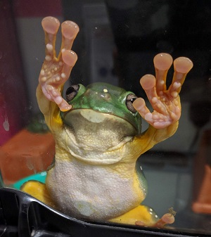 magnificant-frog